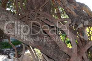 Knot of parasite vine on tree trunk