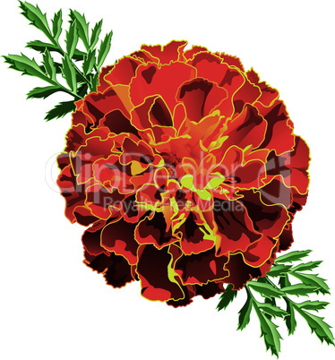 Red Marigold (Tagetes)