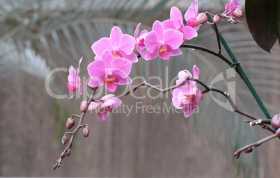 Delicate pink orchid flowers o on a curved branch