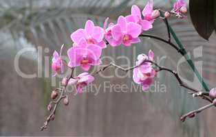 Delicate pink orchid flowers o on a curved branch
