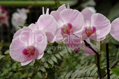 Delicate pink orchid flowers