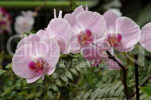 Delicate pink orchid flowers