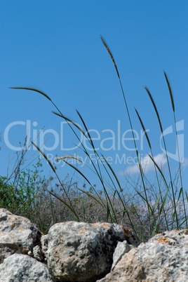 Wild-growing cereals on the rocks