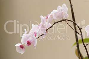 Delicate pink orchid flowers on the curved branch