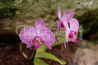 Vivid striped violet orchid flowers