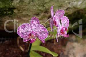 Vivid striped violet orchid flowers
