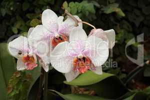 Delicate white orchid flowers