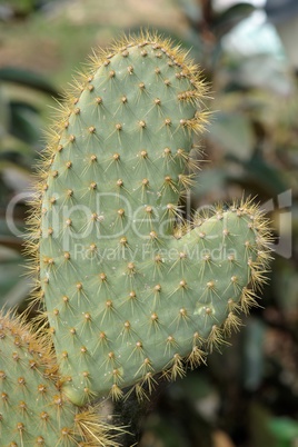 Funny cactus in shape of hand or mitten