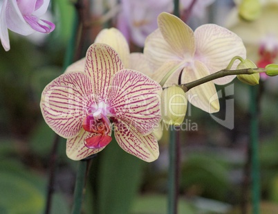 Yellow and red striped orchid flowers