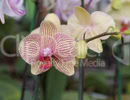 Yellow and red striped orchid flowers