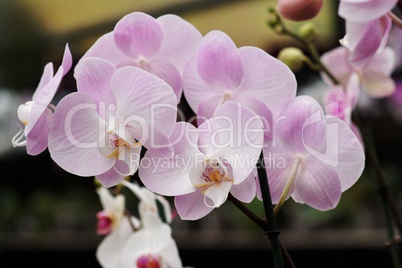 Delicate pink orchid flowers