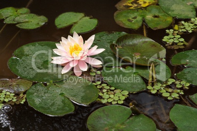 Pink water lily