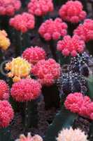 Red and purple cacti, shallow DOF