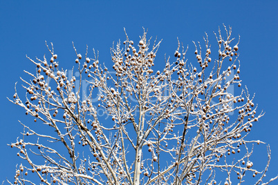 Snow covered branches against blue sky