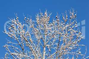 Snow covered branches against blue sky