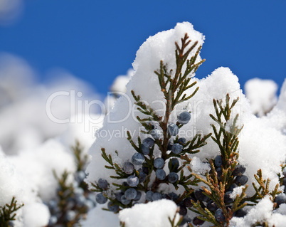 Snow falling on blue pine berries