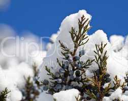 Snow falling on blue pine berries