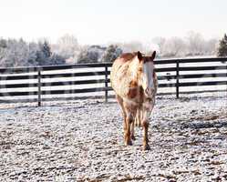 Horse walking to viewer in snow