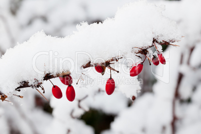 Snow falling on berberis berries
