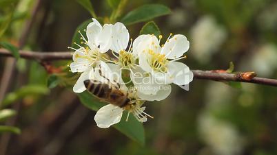 Apple blossom 1