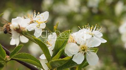 Apple blossom 4