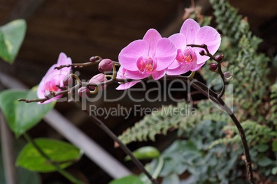 Delicate pink orchid flowers on the curved branch with buds