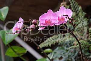 Delicate pink orchid flowers on the curved branch with buds