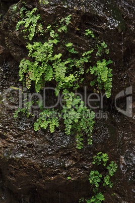 Black wet rock covered with green plants