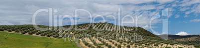 Mediterranean hills covered with rows of olive trees
