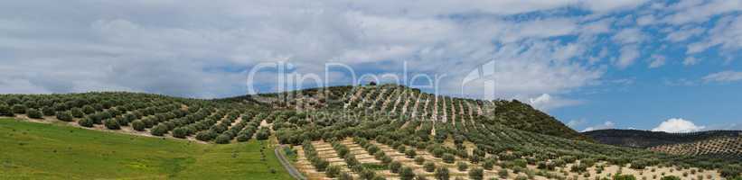 Mediterranean hills covered with rows of olive trees