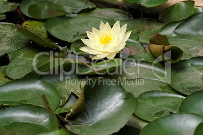 Yellow water lily