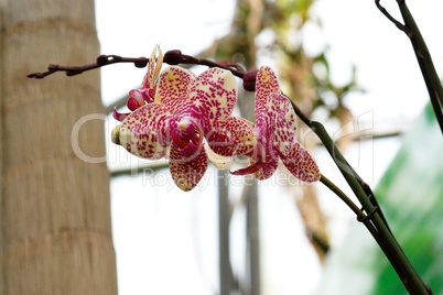 Spotted orchid flowers on a curved branch