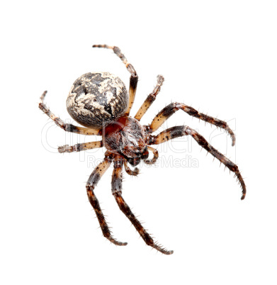 Garden spider (Araneidae)
