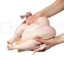 Fresh hen in a hand on the white background. (isolated)