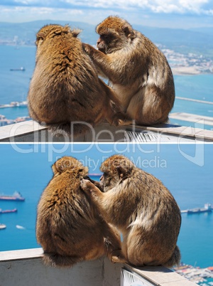 Barbary monkey grooming another in Gibraltar