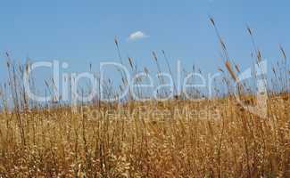 Yellow grass on blue sky background in bright summer day