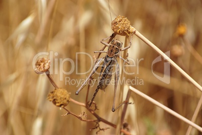 Locust on autumn meadow close-up