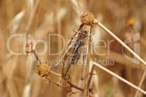Locust on autumn meadow close-up