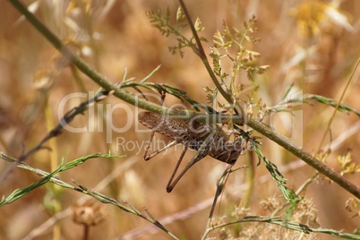 Locust on the flower stem upside down