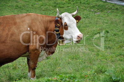 Kuh auf einer Bergwiese