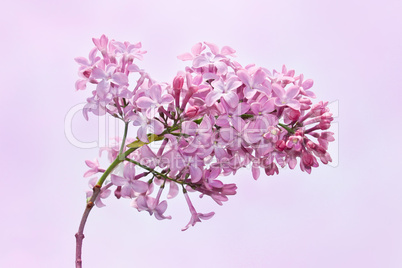 Lilac inflorescence