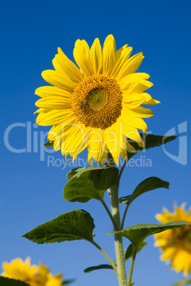 Sonnenblume