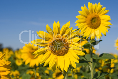 Sonnenblumen