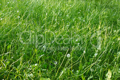 Grasses lawn