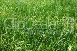 Grasses lawn