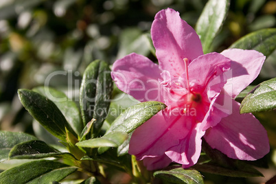 Pink Flower