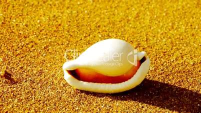 white conch on golden sandy beach,wind blow sand