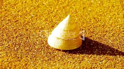 cone-shell on gold sandy beach,wind blow sand