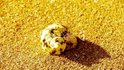 conch on golden sandy beach,wind blow sand