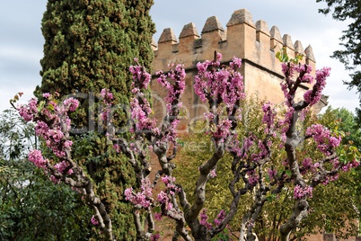 Judas tree in bloom in Alhambra gardens in Granada, Spain